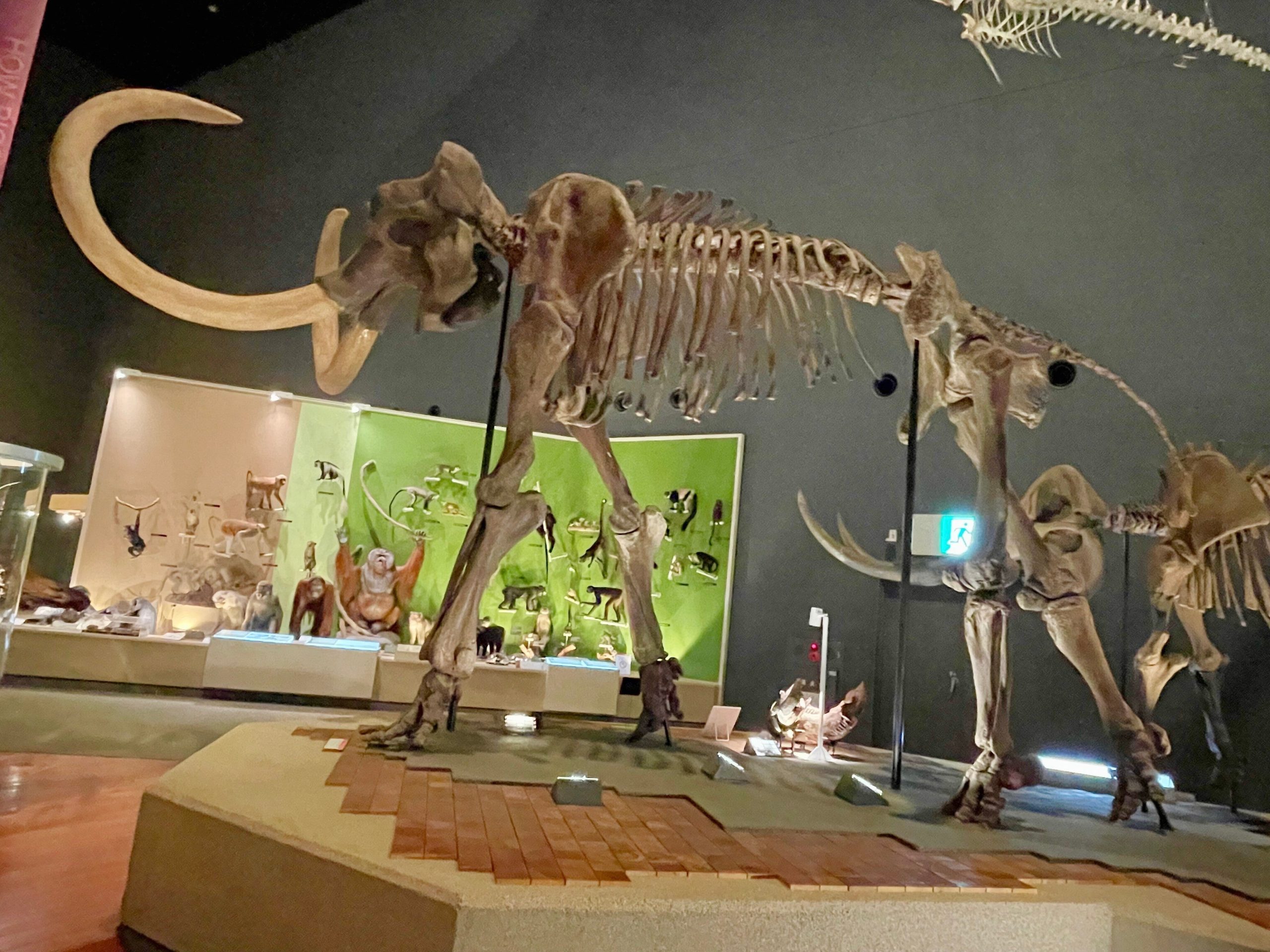 アケボノゾウの骨格標本の画像