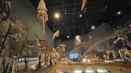 化石コーナーの全景画像