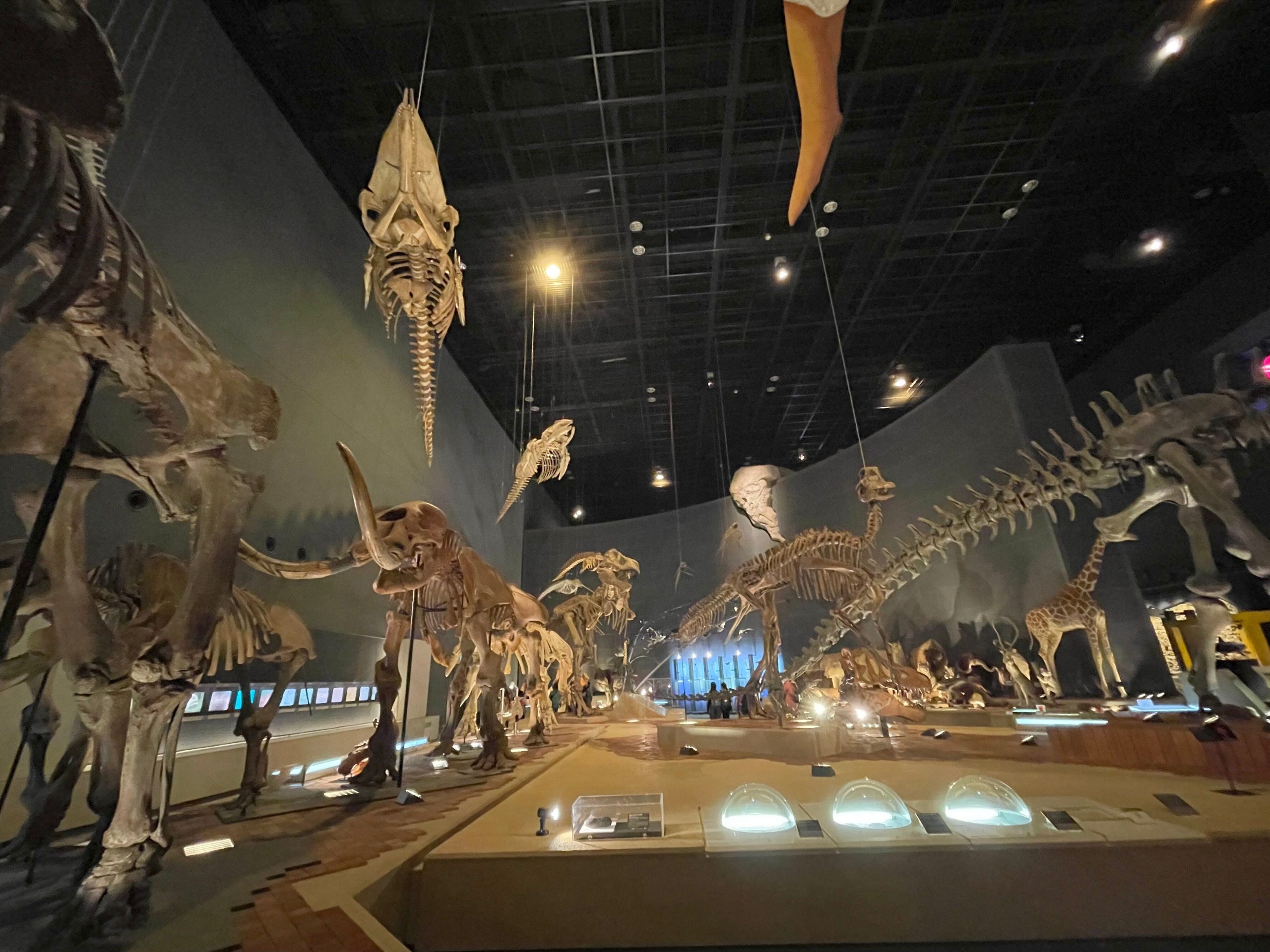 化石コーナー全景の画像