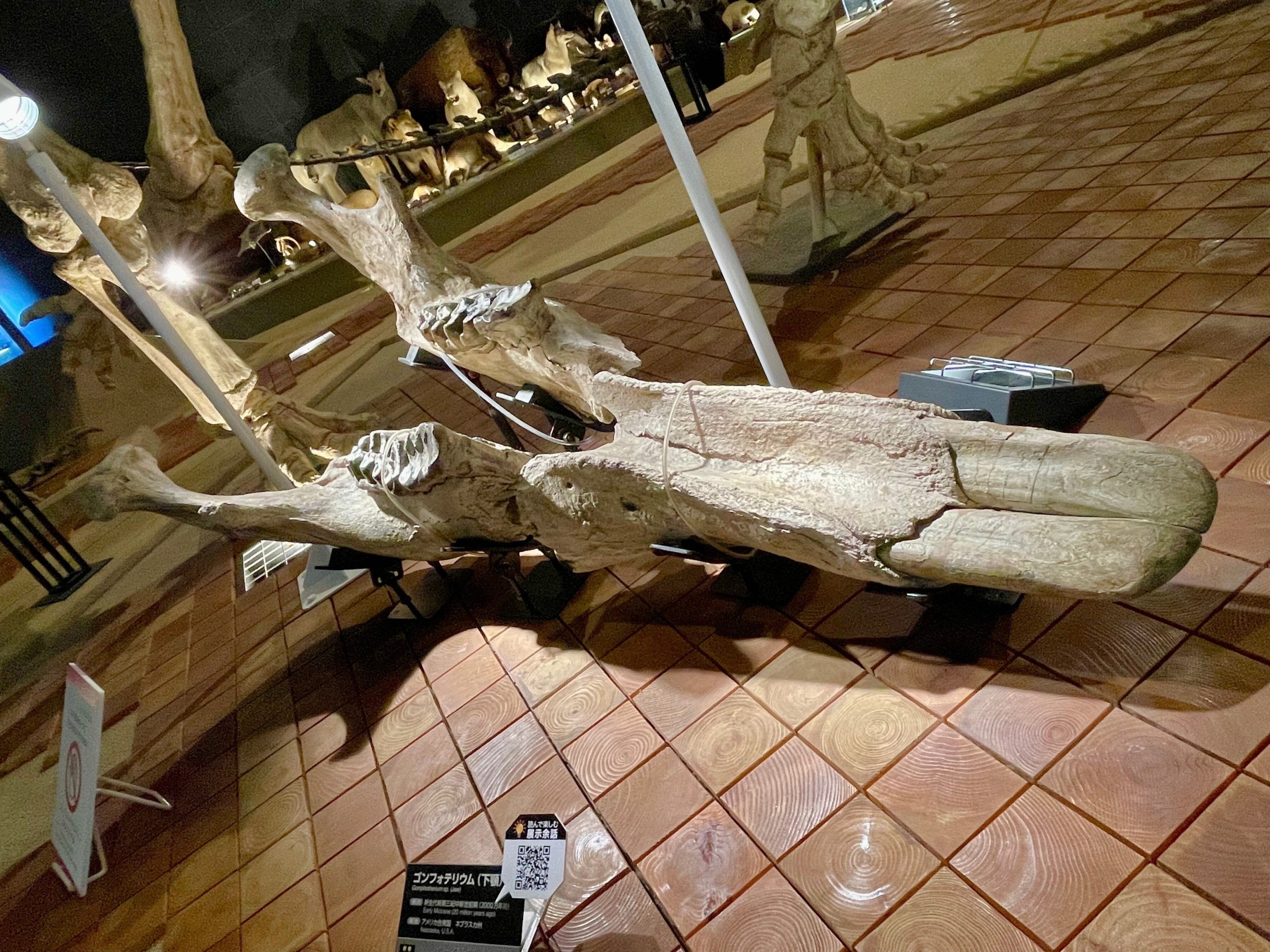 コンフォテリウムの下顎の化石の画像