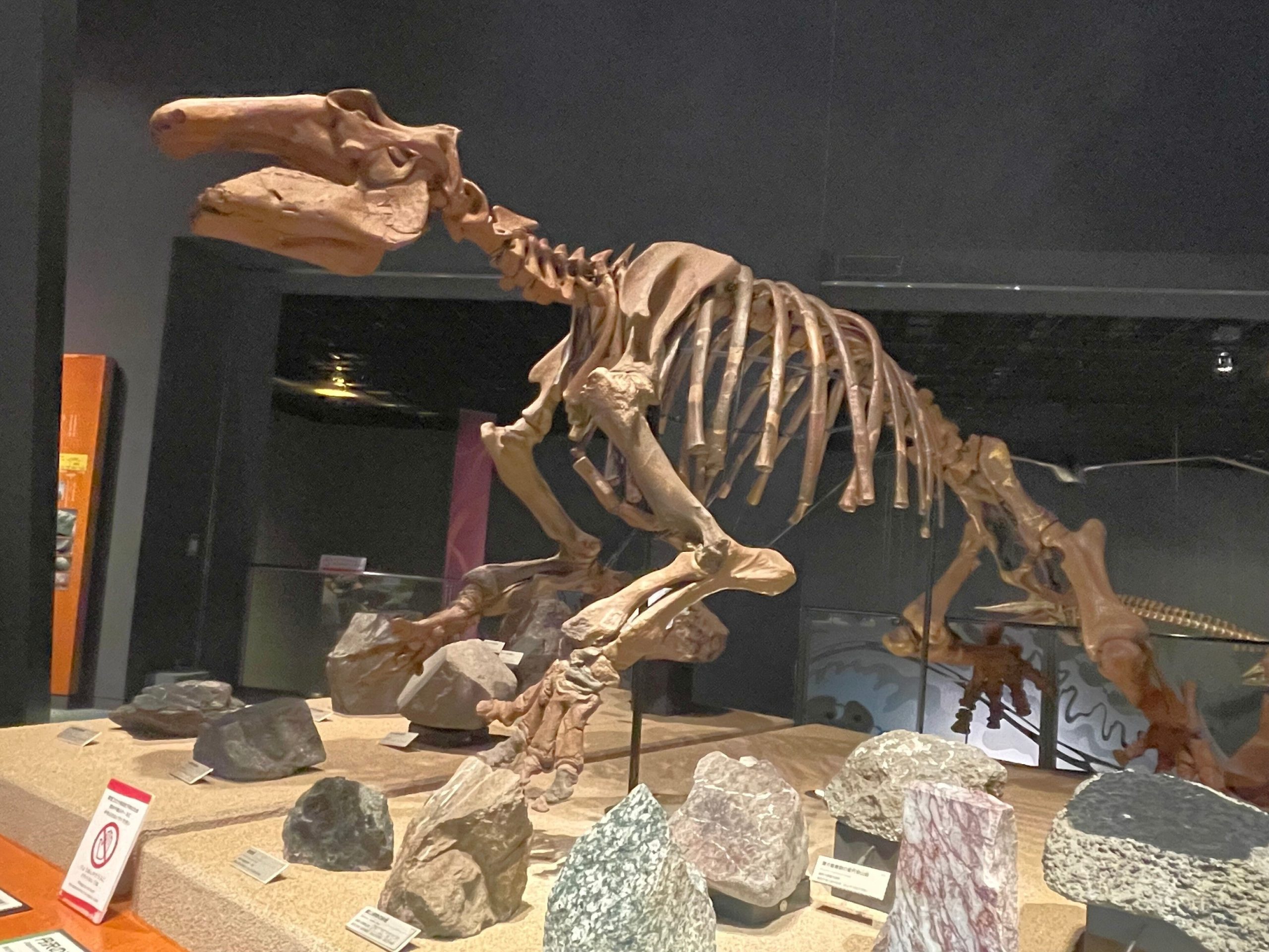 パレオパラドキシアの骨格標本