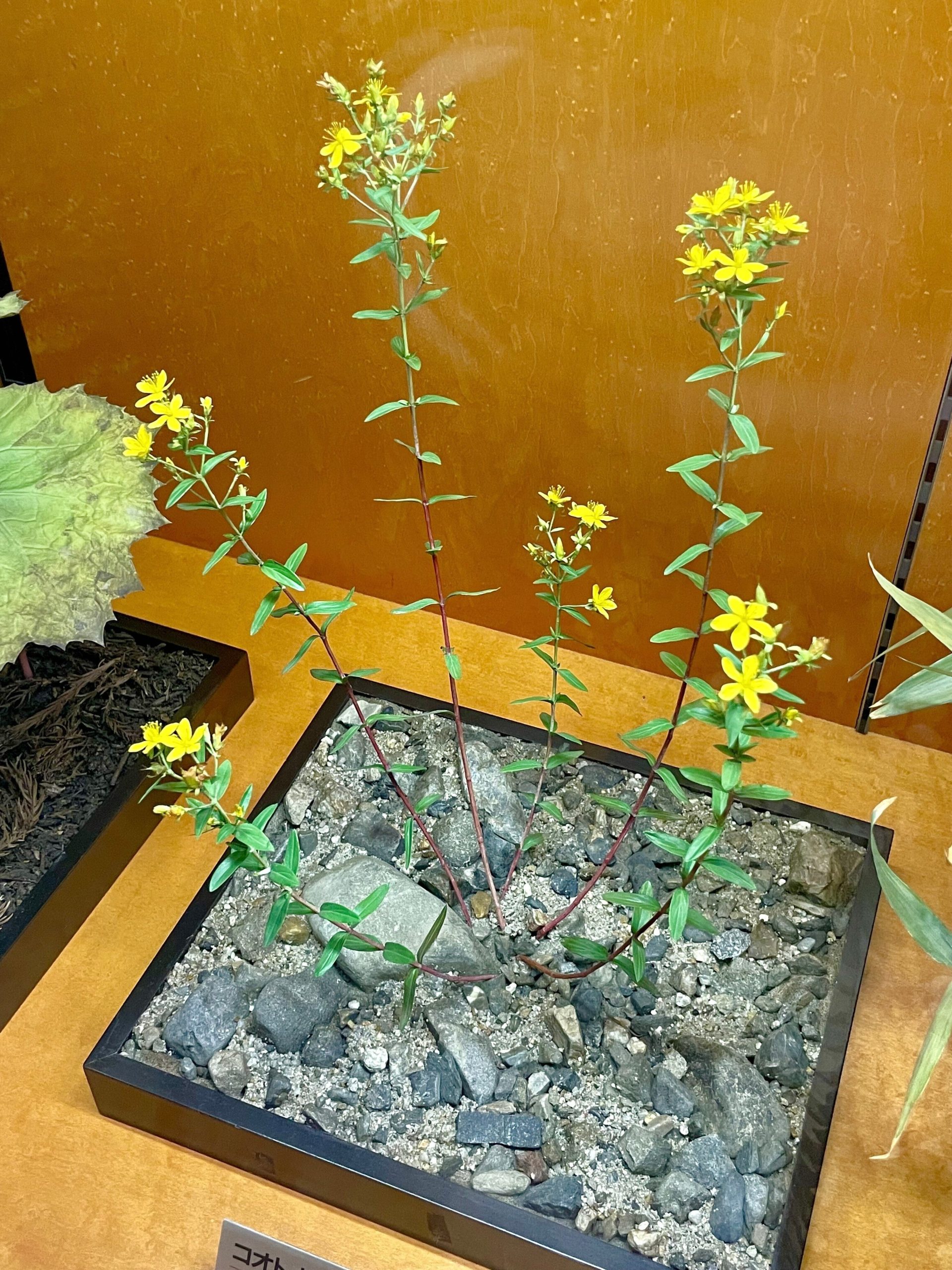 植物のレプリカ標本の画像
