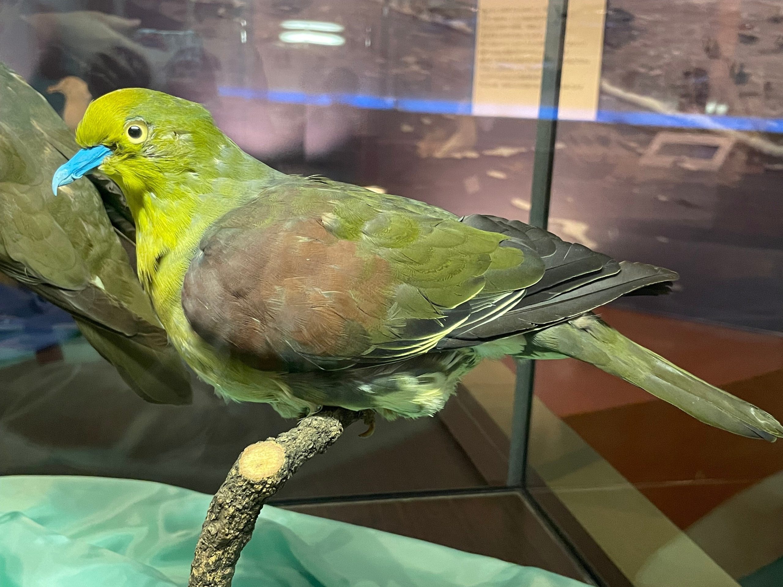 アオバトの剥製標本の画像