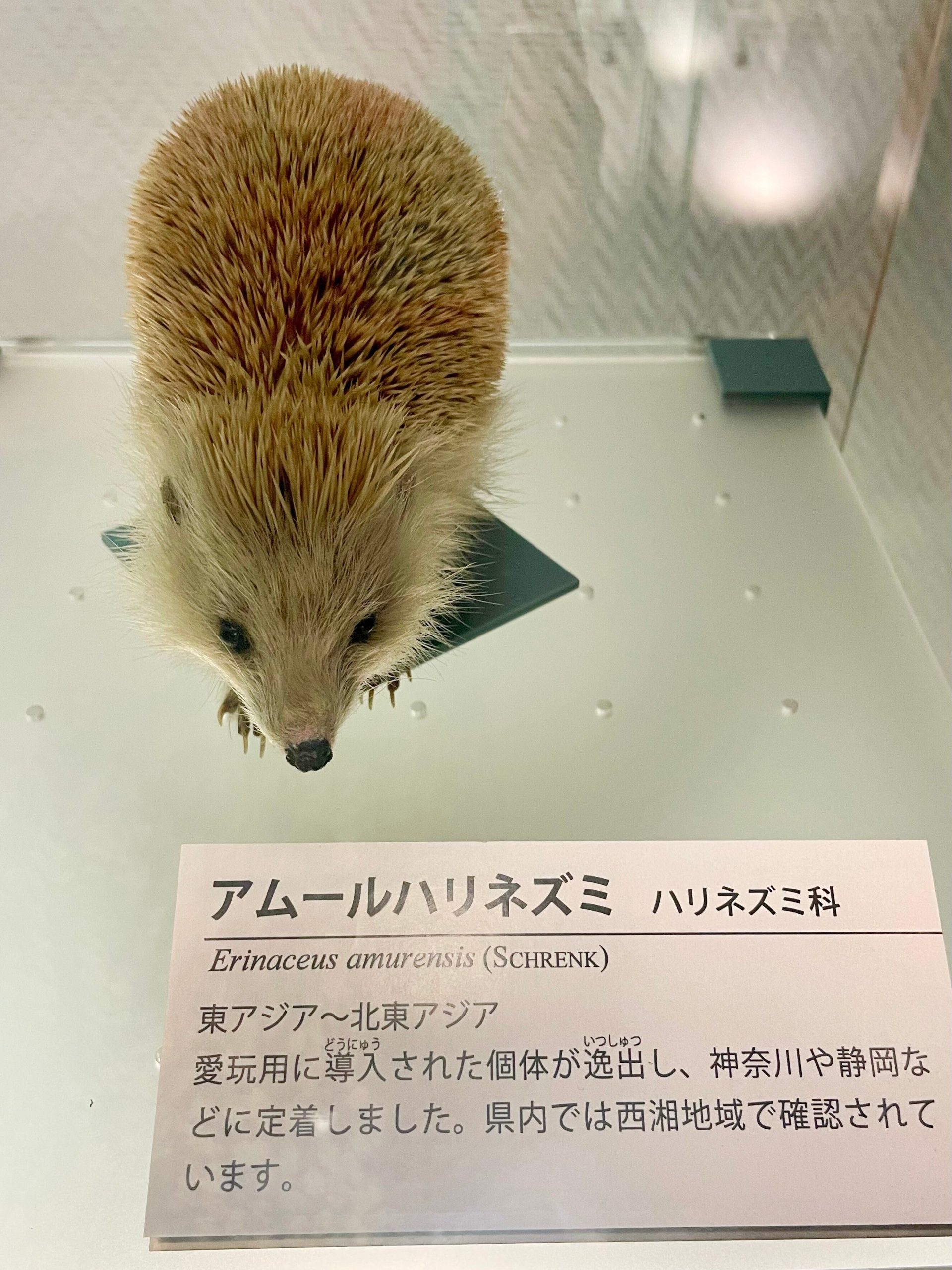 アムールハリネズミの剥製標本