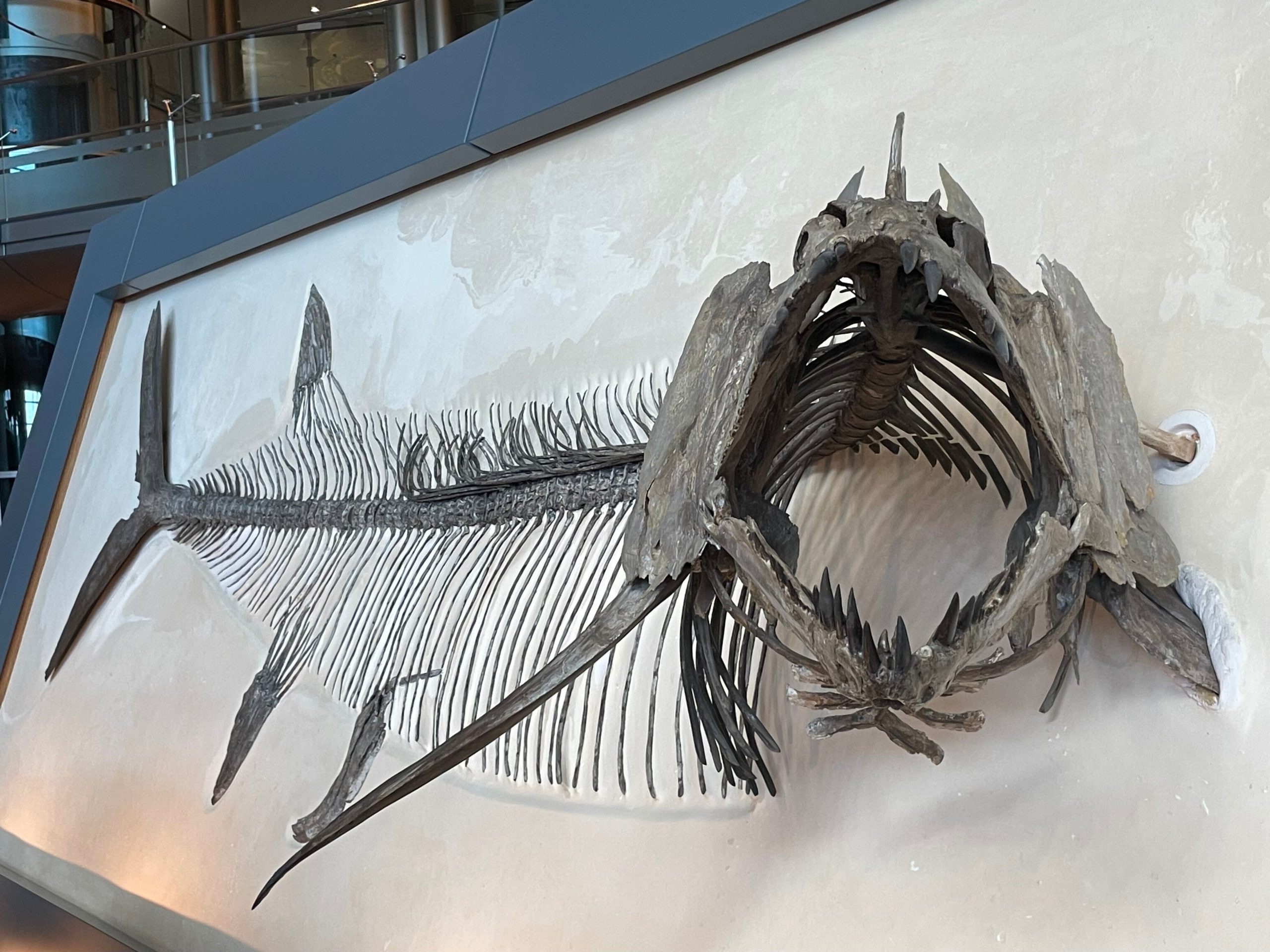 クシファクチヌス・アウダクスの画像