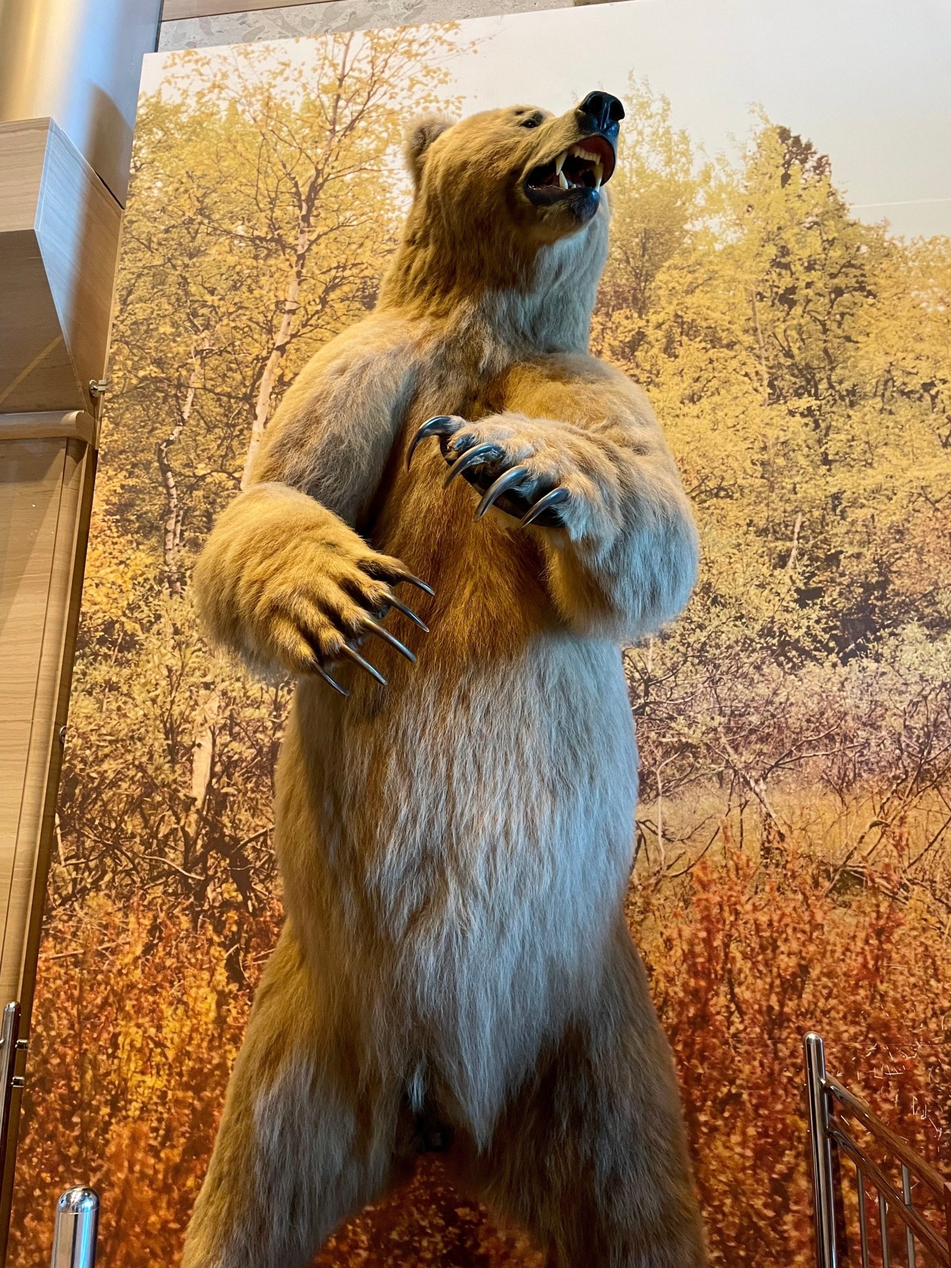 ホッキョクグマの剥製標本の画像