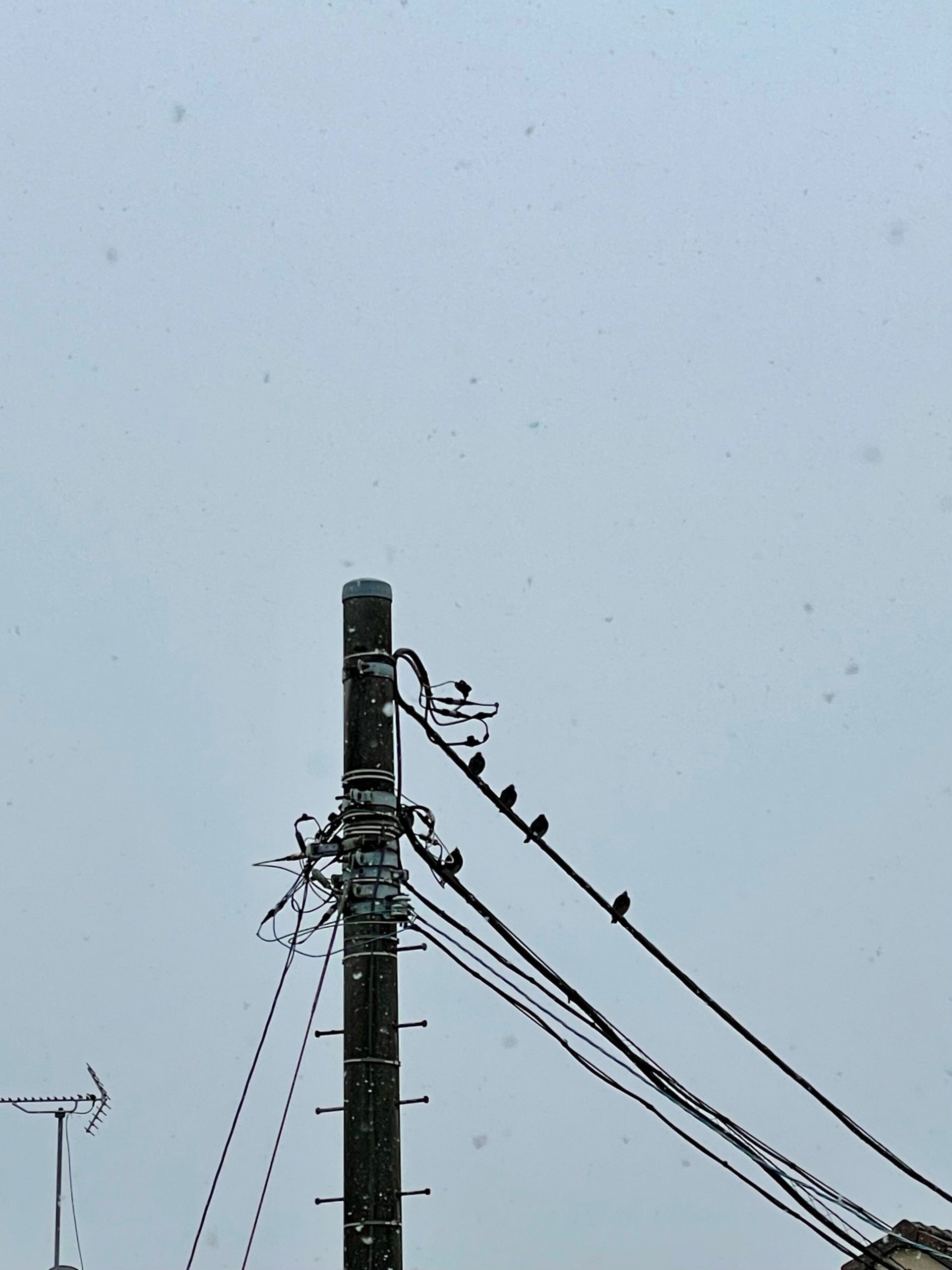 雪の降る風景画像