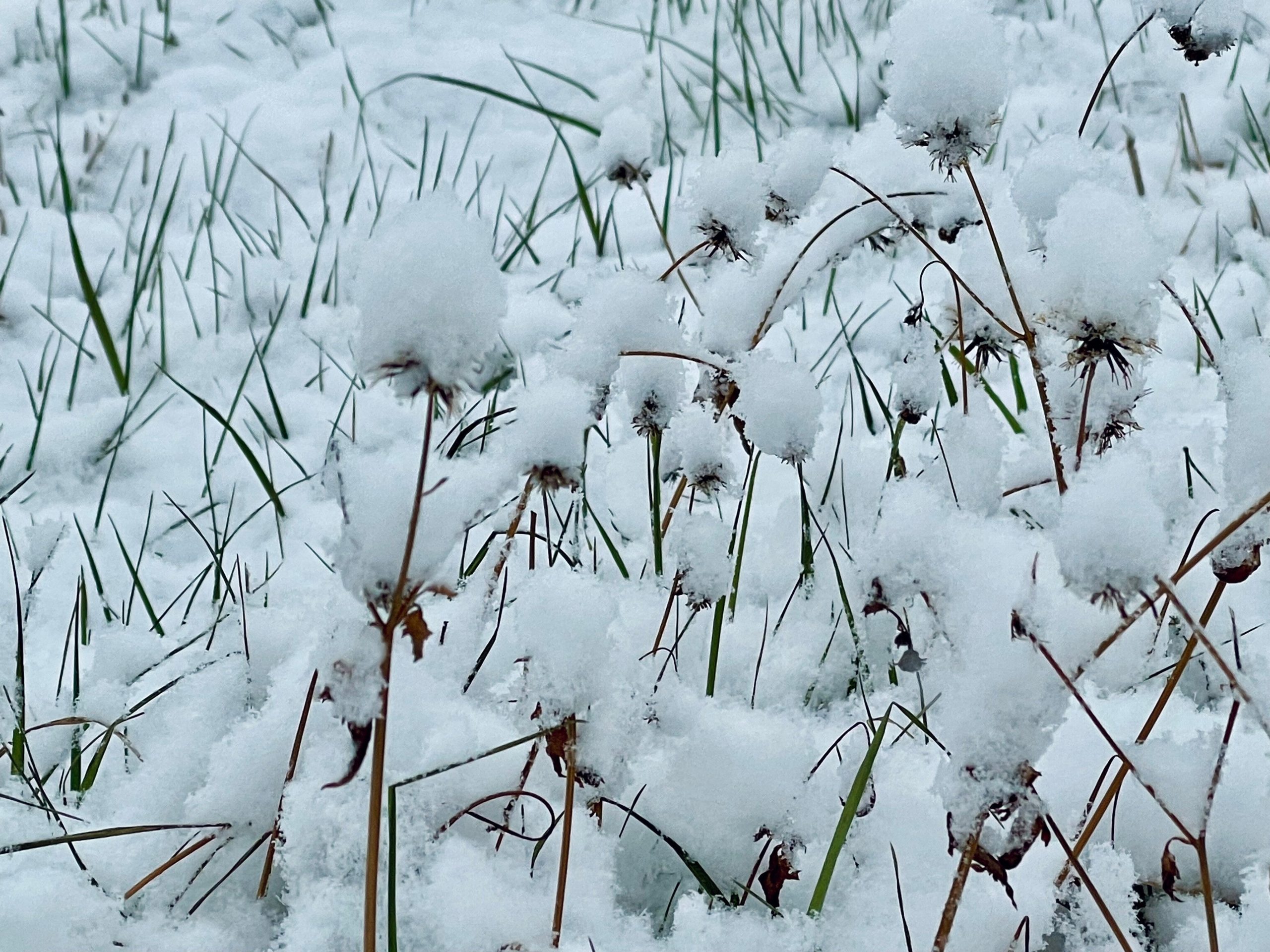 枯れた植物に雪が積もった画像