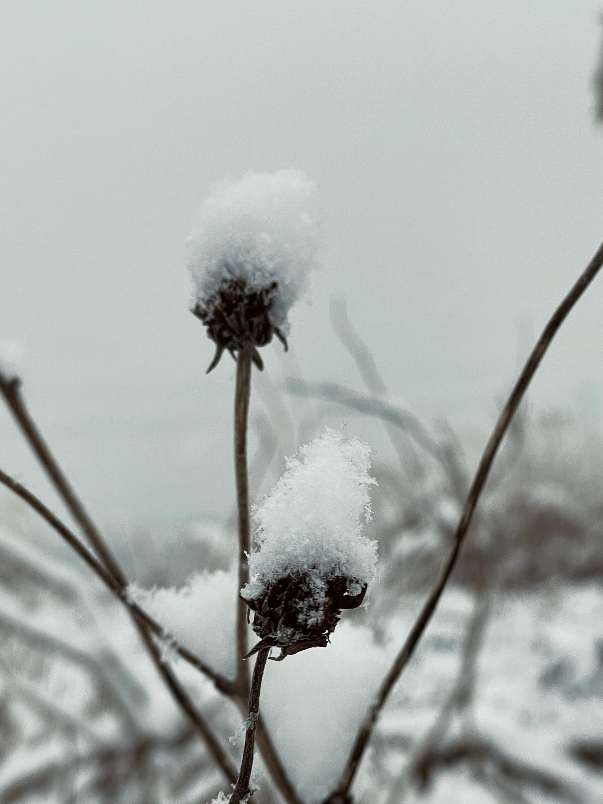 枯れた植物が雪の帽子をかぶったような画像