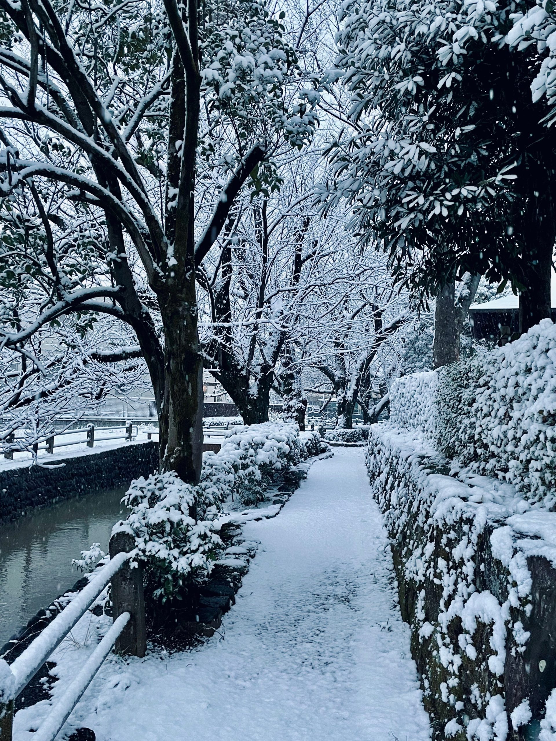 雪景色の小道の画像