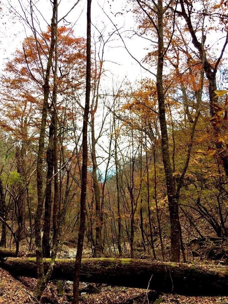 紅葉が終わりかけた木々の画像