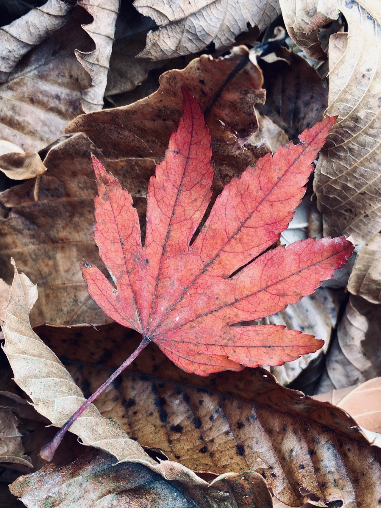 紅い、もみじの画像