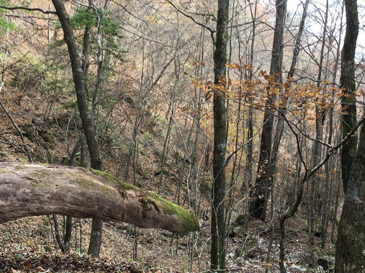 枯れた木々の画像