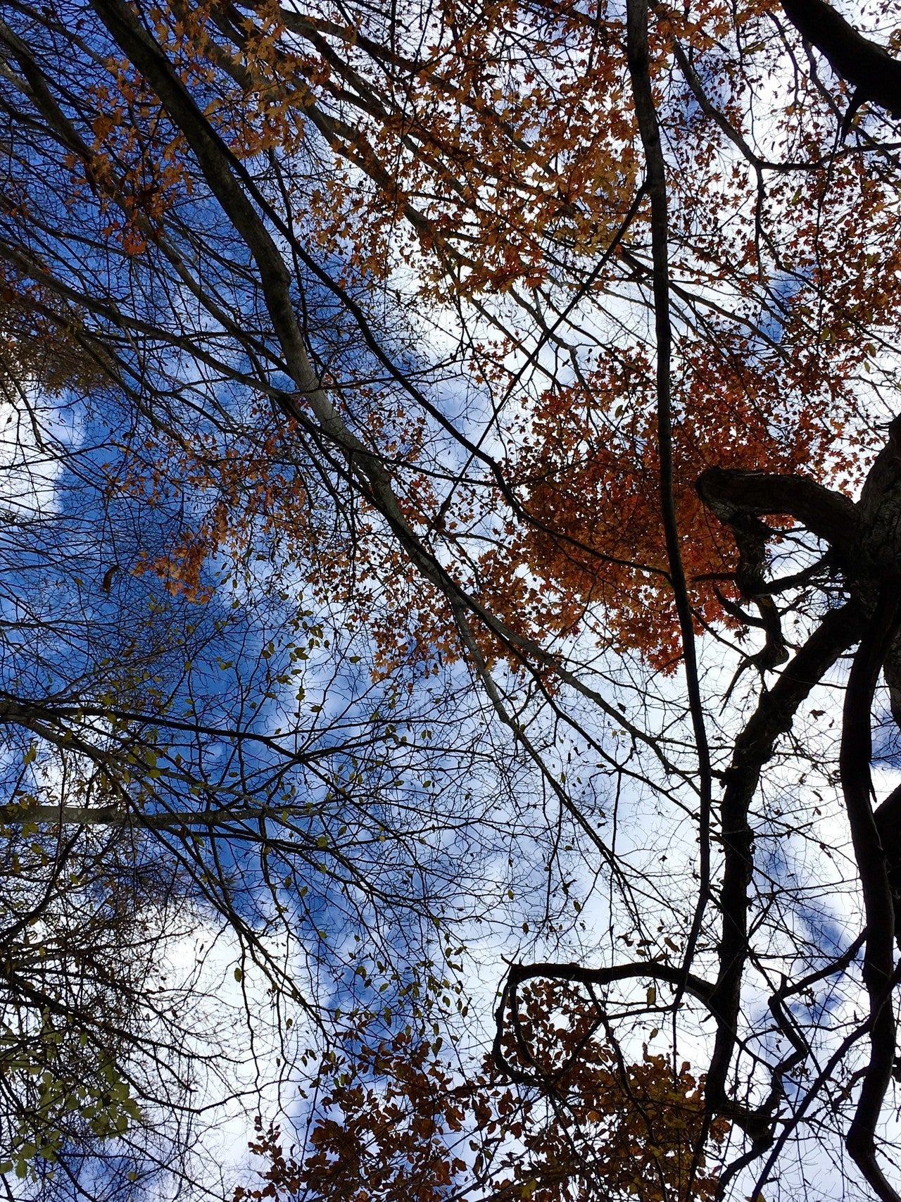 木を見上げた画像