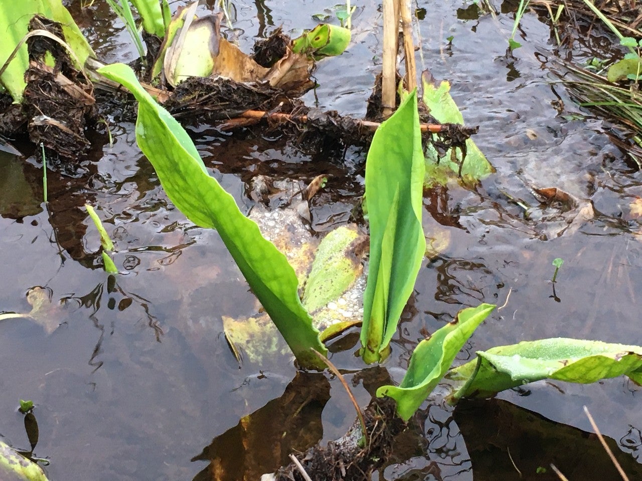葉っぱだけの水芭蕉の画像