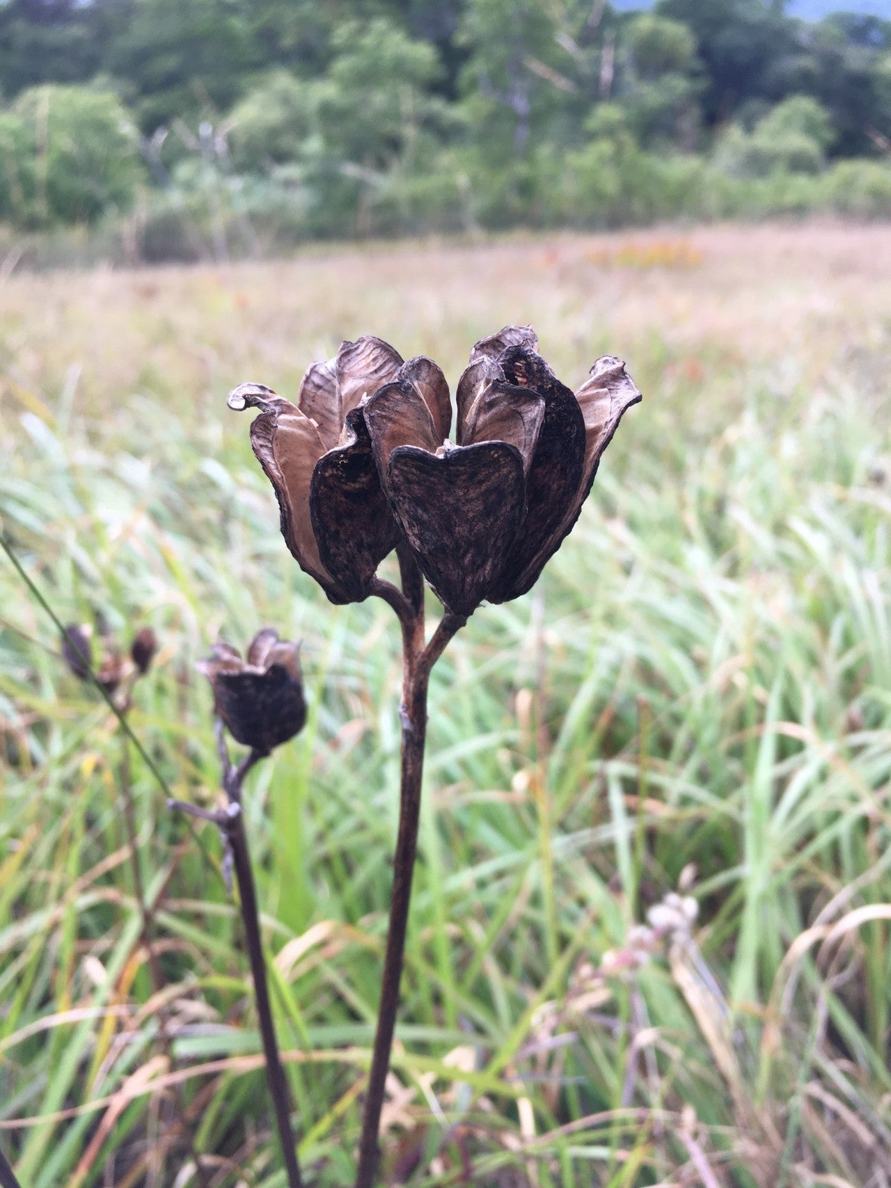 枯れた野草の画像