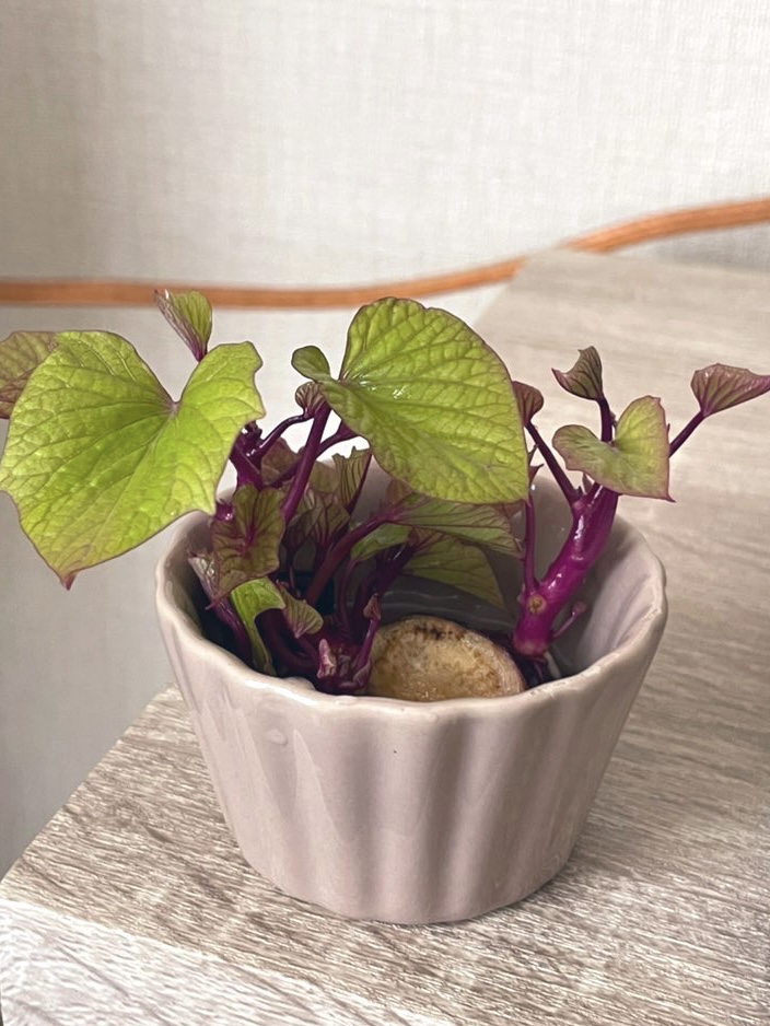 さつまいもの芽の画像