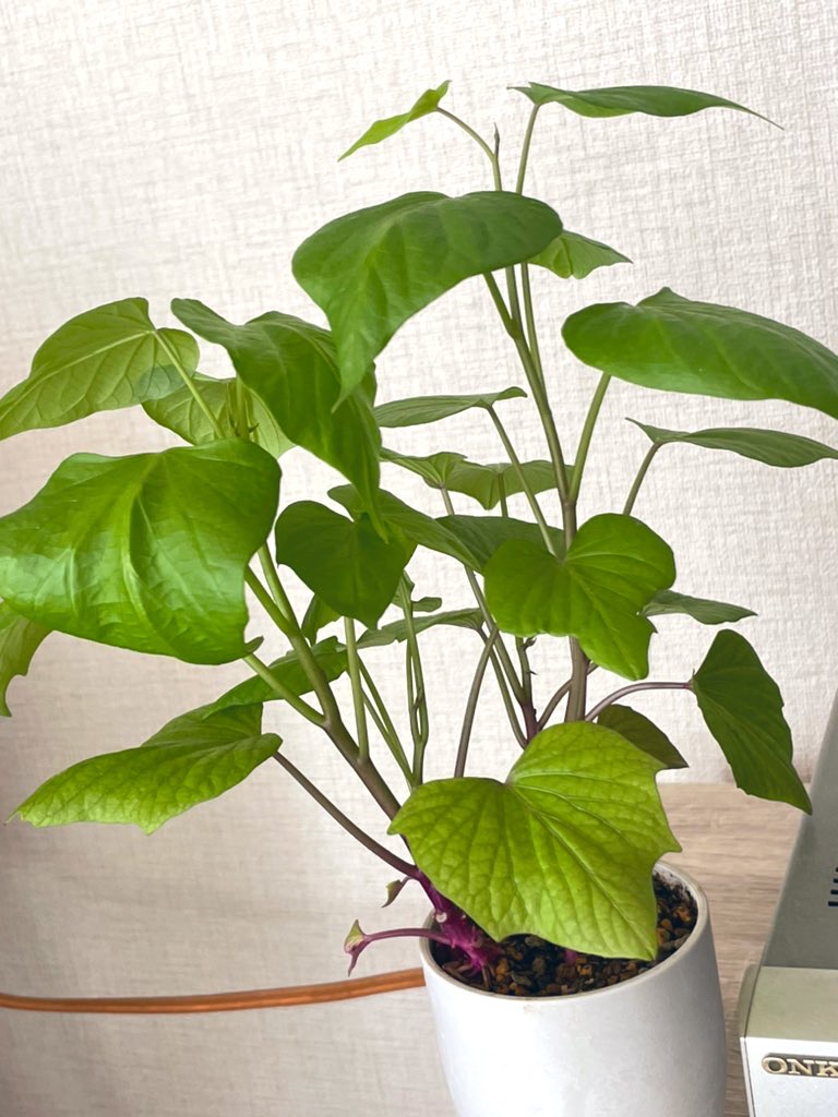 育成中のさつまいもの芽の画像