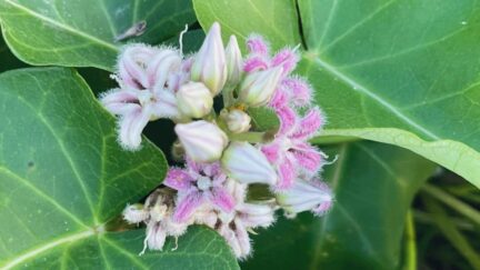 ガガイモの画像