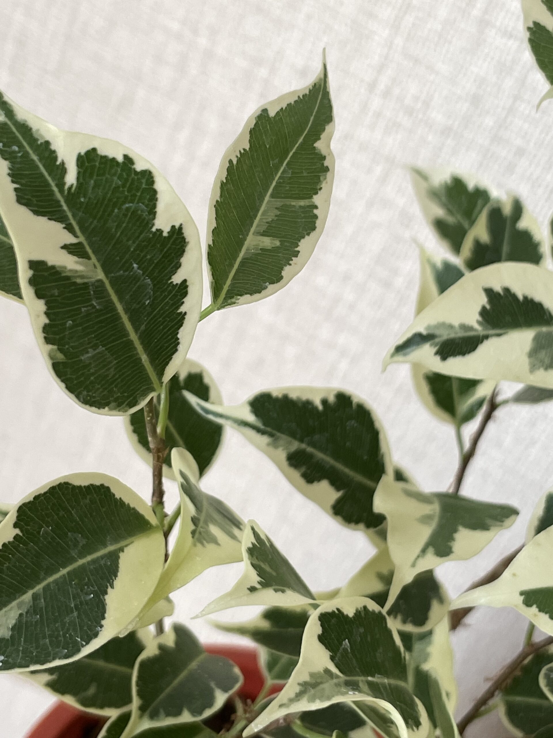 ベンジャミンの画像