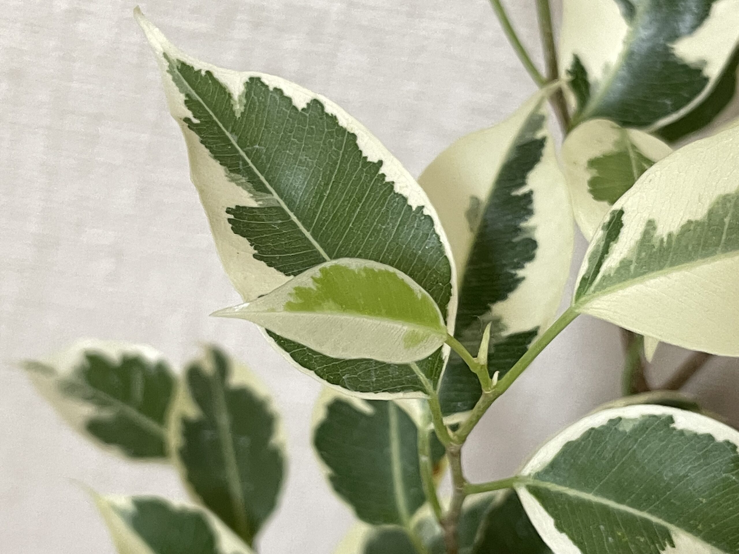 ベンジャミンの葉のアップ画像