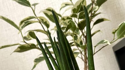 サンスベリアとベンジャミンの画像