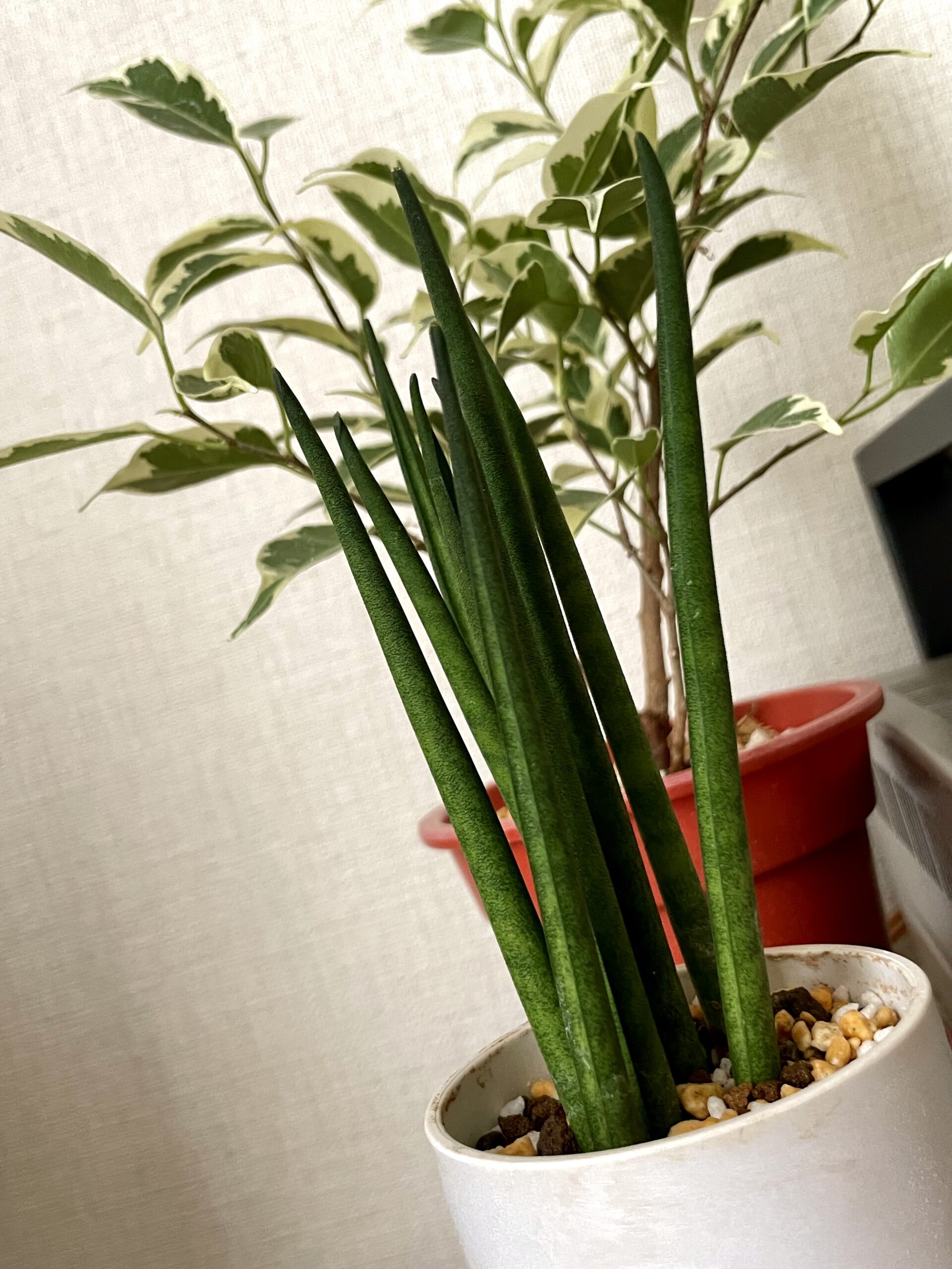 サンスベリアとベンジャミンの画像