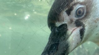 ペンギンの顔アップの画像