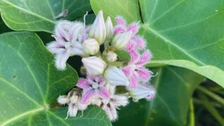 ガガイモの画像